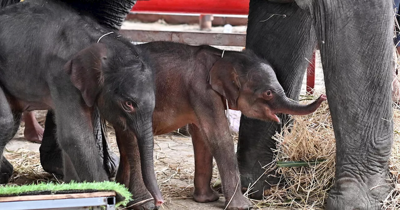 Elephant in Thailand unexpectedly gives birth to rare set of 'miracle' twins