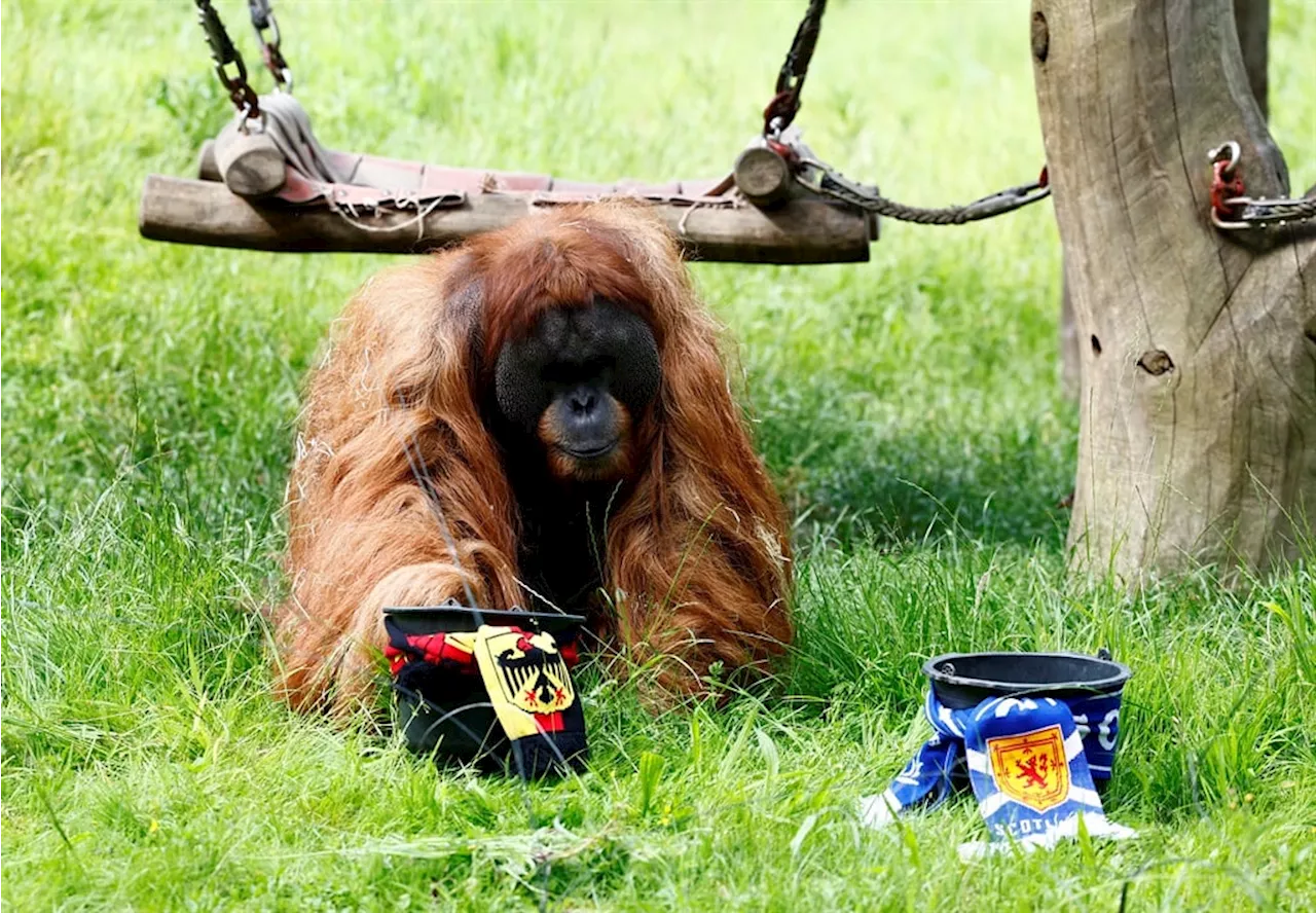  Oracle orangutan backs Germany for a win against Scotland