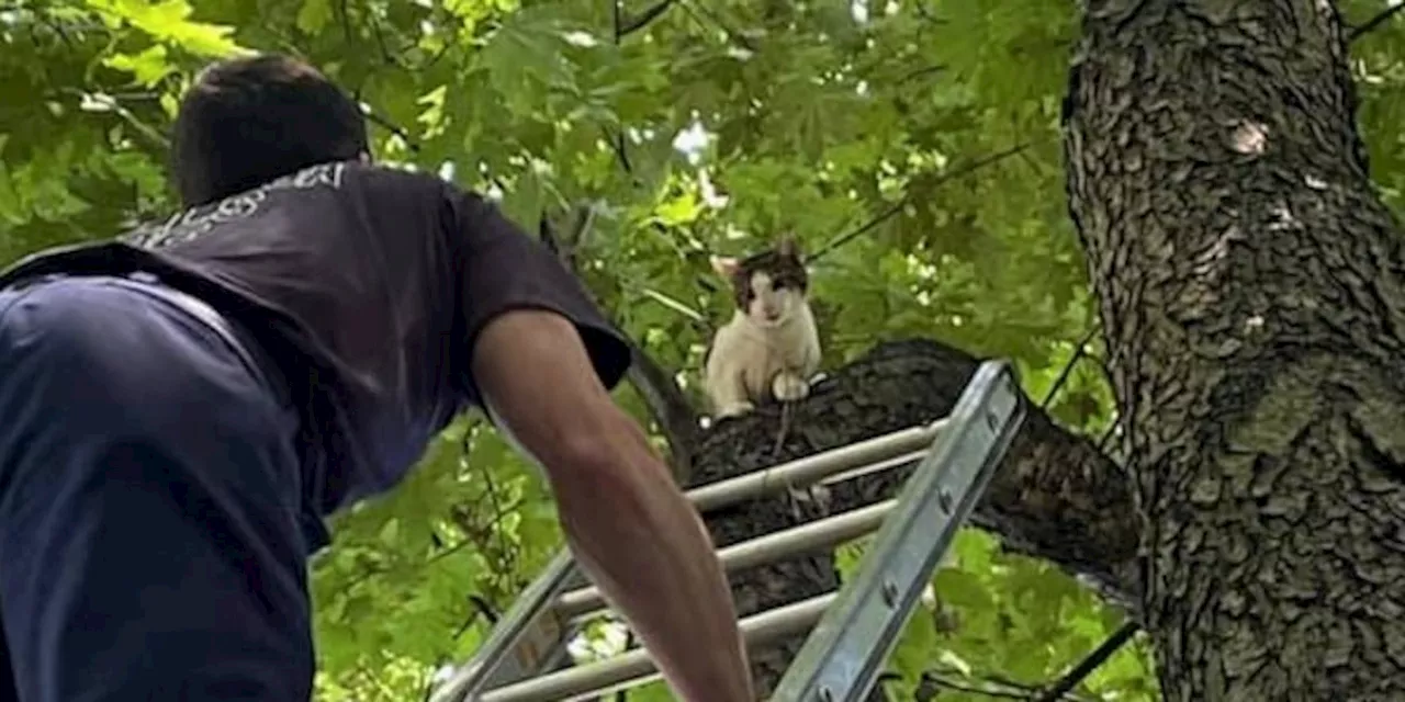 Cat cliché: Cuyahoga Falls firefighters save Silver Lake feline stuck in tree for 3 days