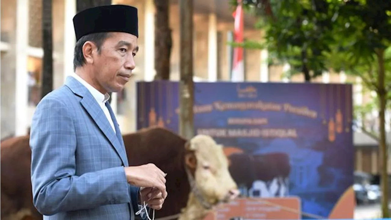 Jokowi Kurban 68 Sapi Berbobot 800 Kg-1 Ton pada Idul Adha Tahun Ini