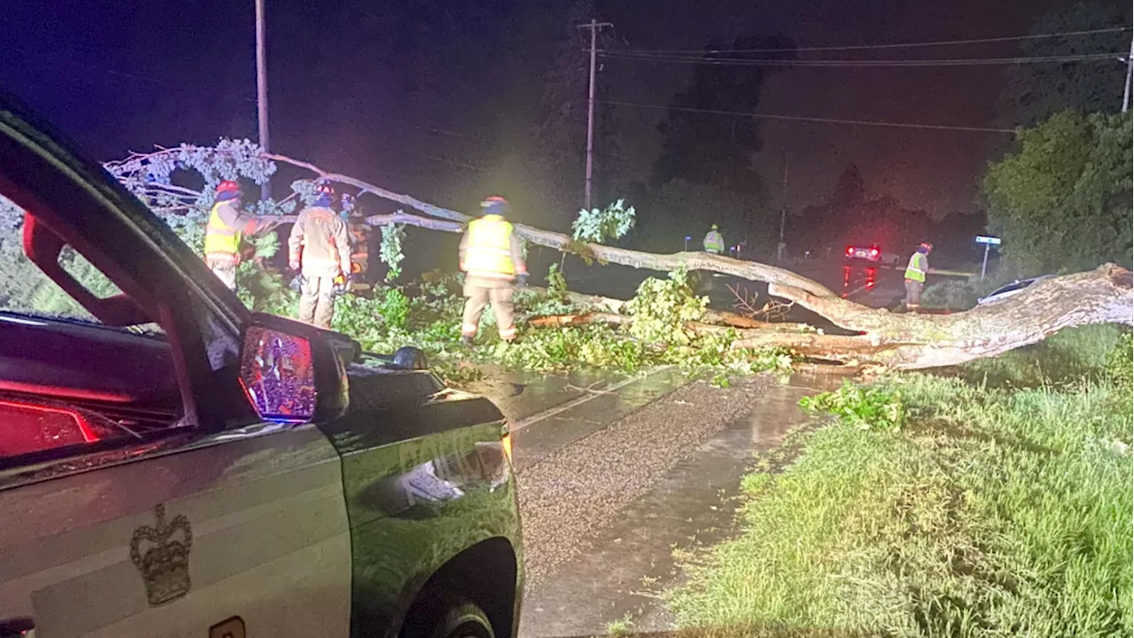 Falling tree from storm leaves uninsured driver with minor injuries in Augusta Township