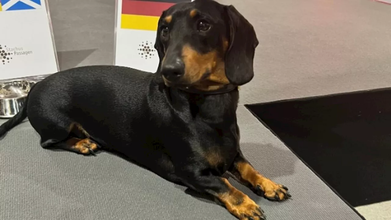 Ludwig the psychic sausage dog backs GERMANY to beat Scotland in Euro 2024 opener and predicts...