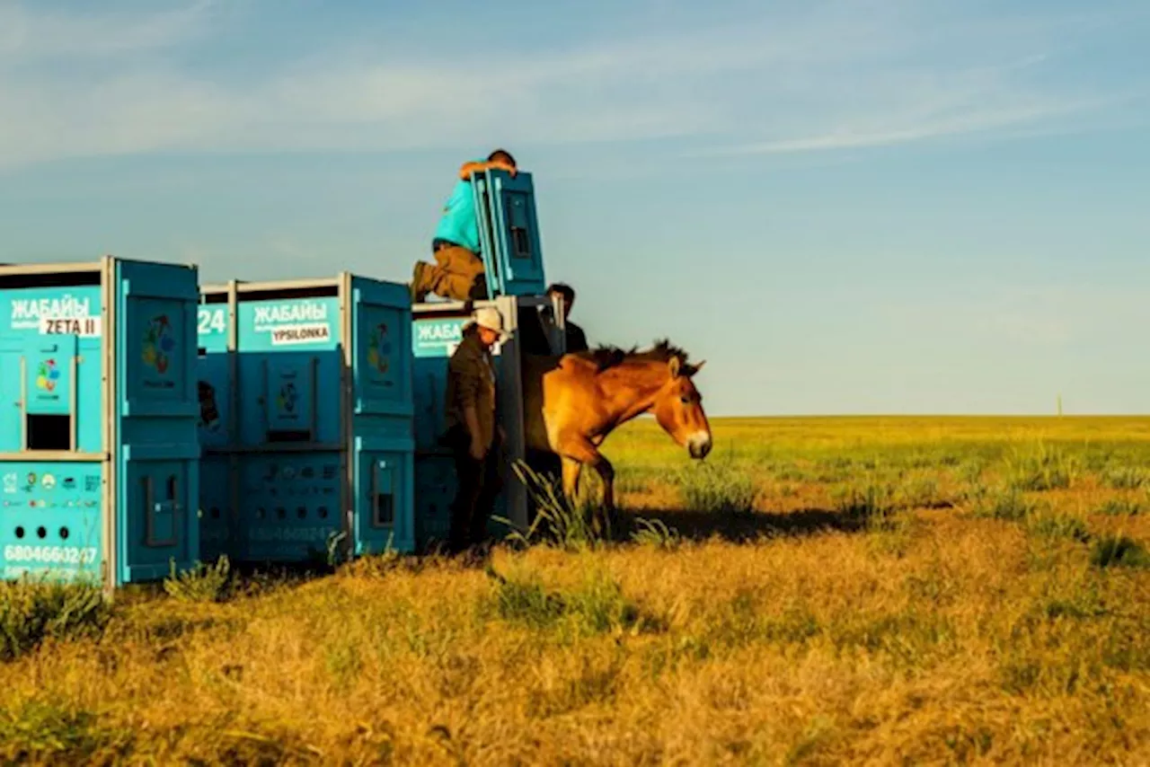 Wilde paarden galopperen na 200 jaar weer over steppes van thuisland Kazachstan