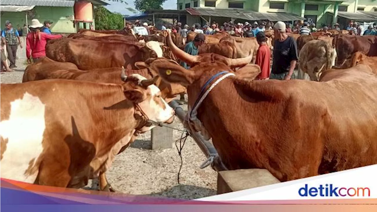 Seperti Warung Madura, Pedagang Hewan Kurban Nonstop 24 Jam