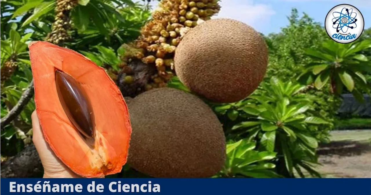 Cómo cultivar mamey en casa: El truco para lograrlo sin gastar dinero y en poco espacio