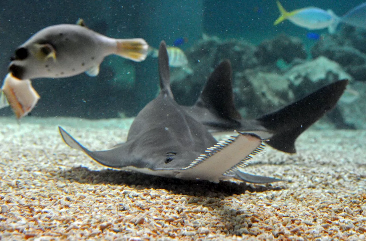 All Sawfish Are Critically Endangered