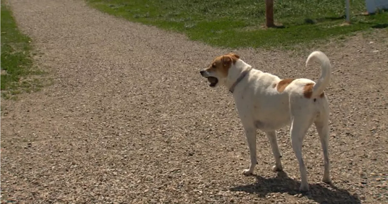 Strict new rules coming for Canadian dogs crossing border into U.S.