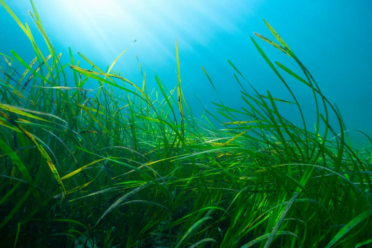 Studie: Älteste bekannte Meerespflanze lebt in der Ostsee