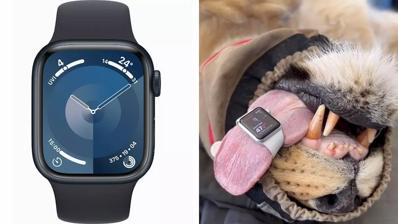 इंसान ही नहीं शेर के दिल की धड़कन माप रही Apple Watch; वैट ने किया दावा, तेजी से वायरल हो रही Video