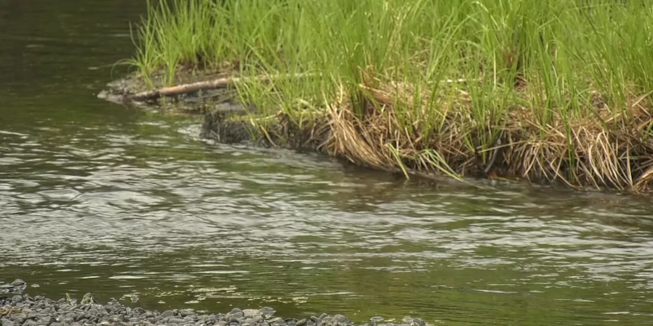 Fighting green with green: Elodea eradication progressing steadily, but funding still needed