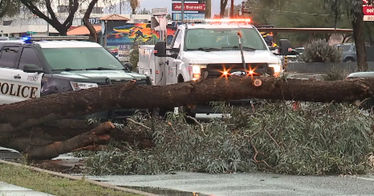 Are the trees in your neighborhood strong enough to face monsoon?