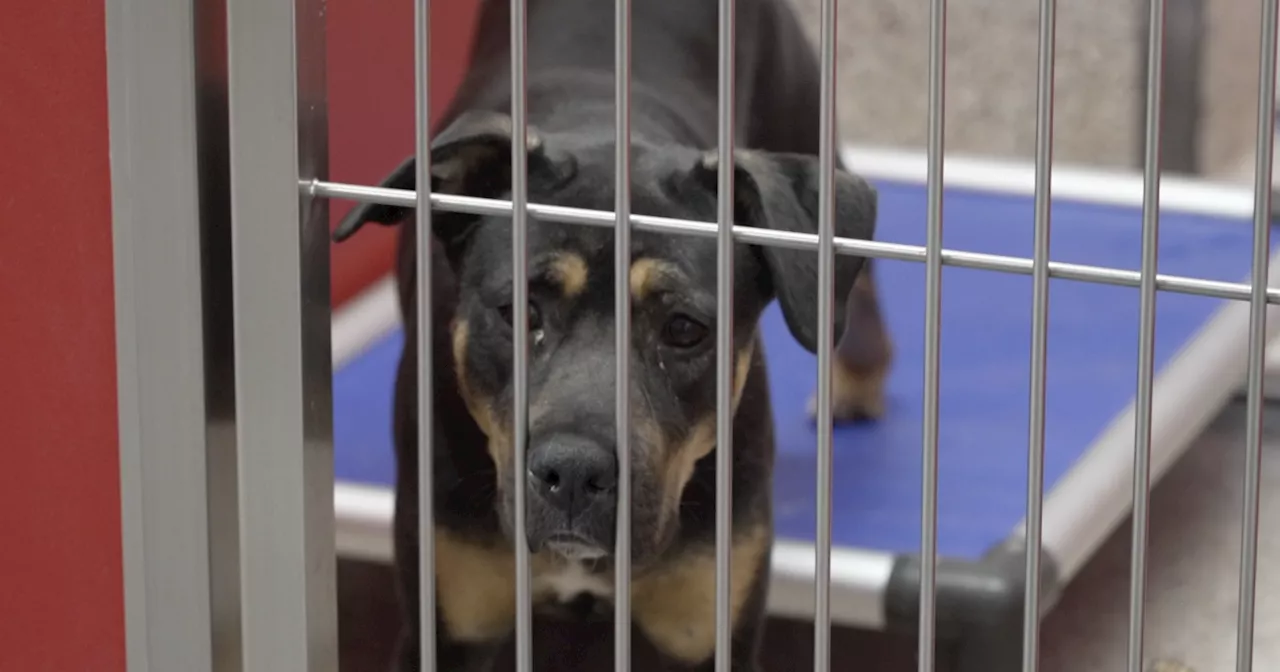 PACC offering free adoptions throughout June as shelter faces critical capacity