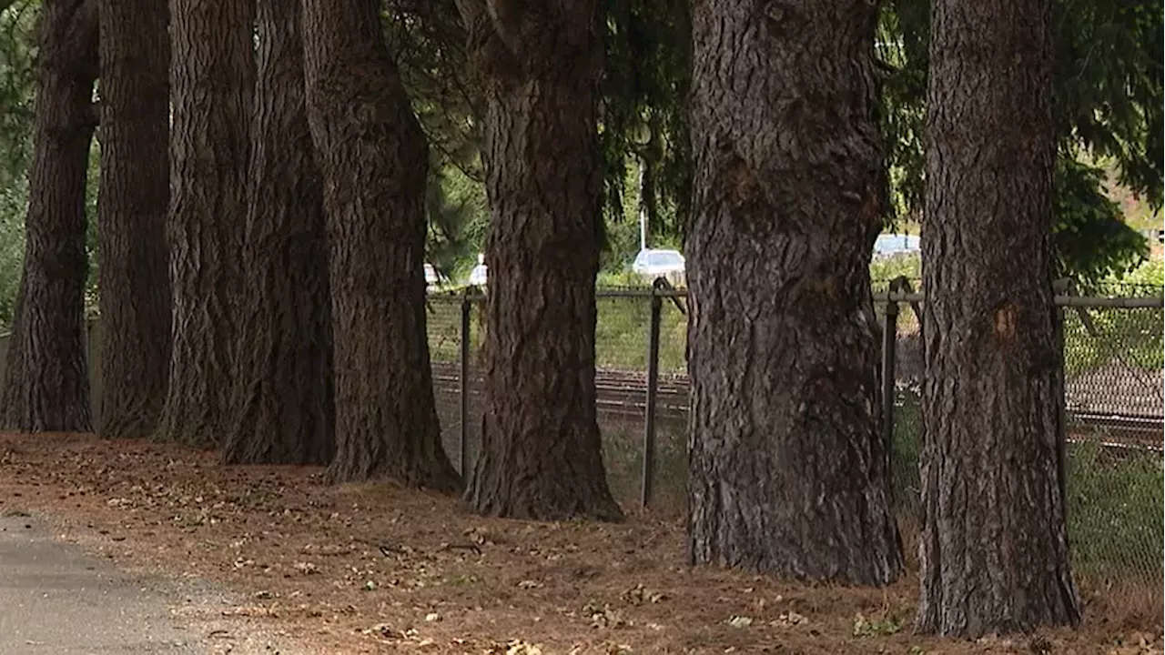 Steilacoom denies man's request to remove park trees blocking his view of Puget Sound