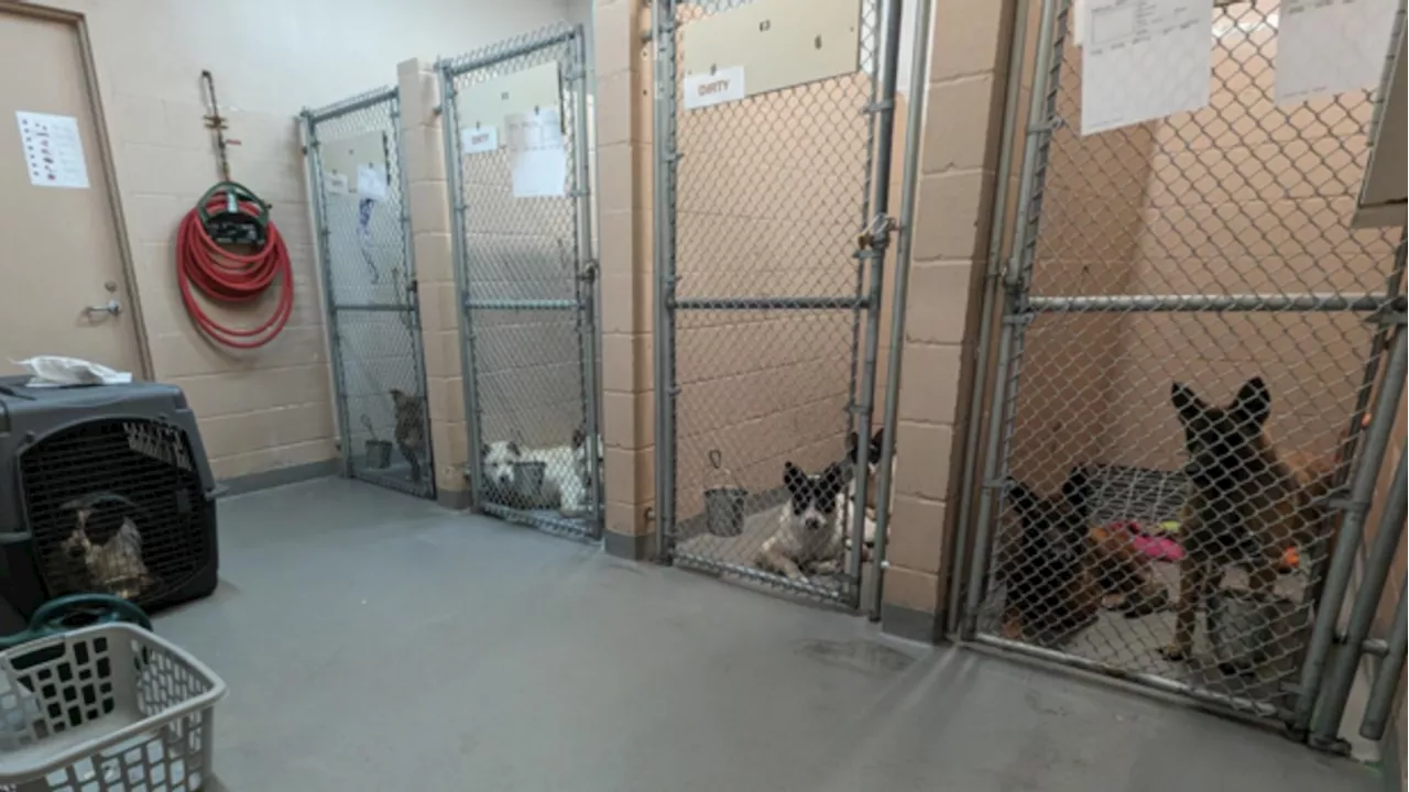 Tacoma Humane waives adoption fees to alleviate overcrowding in shelter