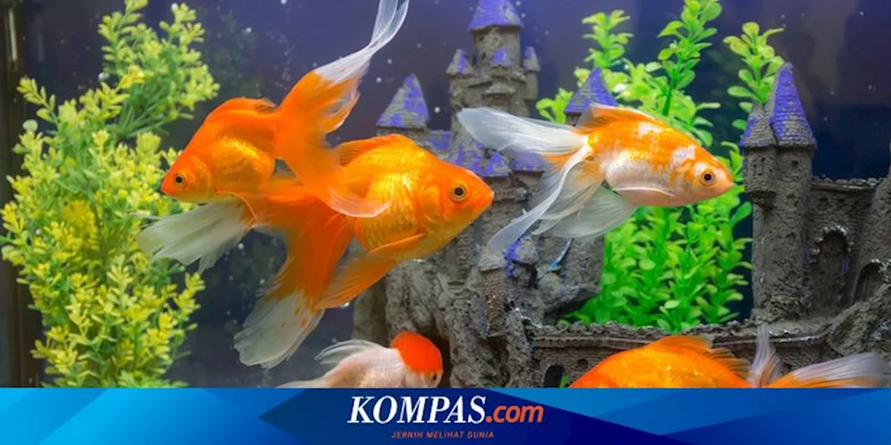 4 Cara Merawat Ikan Mas Koki