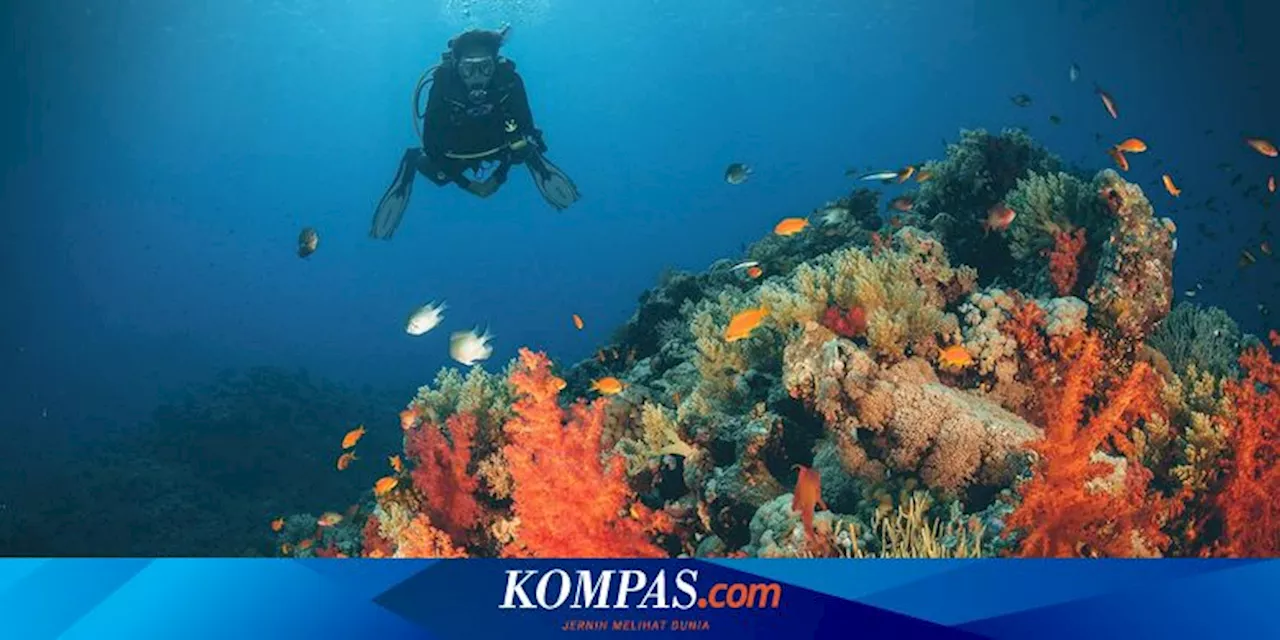 Selami Laut Banda dan Laut Merah, Ilmuwan Temukan 27 Spesies yang Bisa Bercahaya