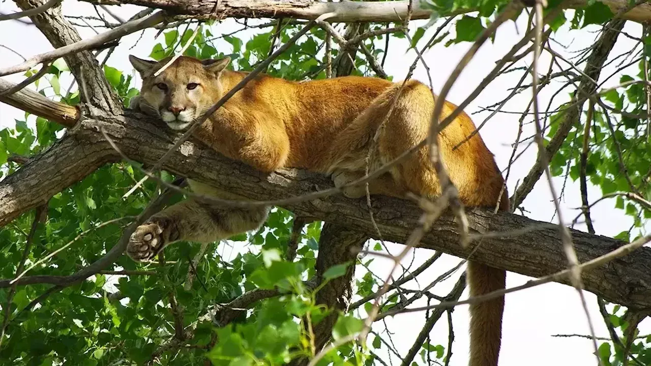 Alaska Wildlife Troopers take lead on last week’s mountain lion death on Wrangell Island