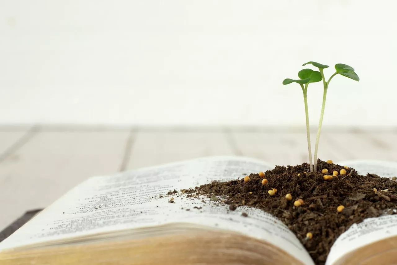 11e dimanche du temps ordinaire : « Il en est du règne de Dieu comme d’un homme qui jette en terre la semence »