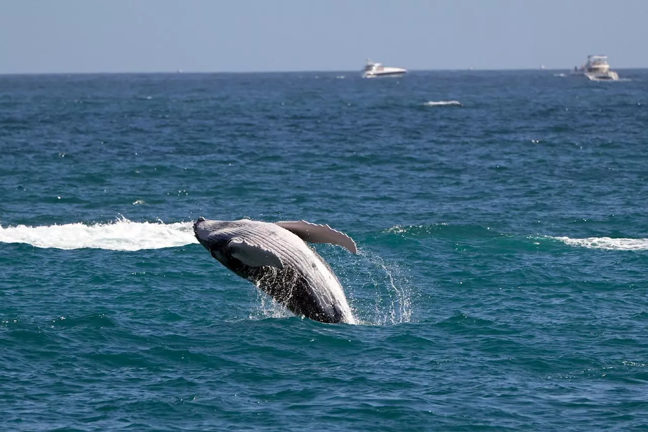 Des baleines grises du Pacifique rétrécissent à mesure que le climat se réchauffe