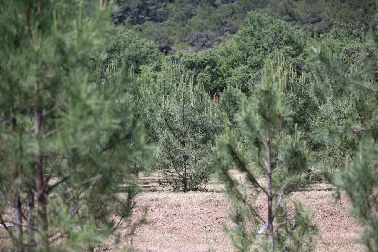 En Provence, une nouvelle «mosaïque» d'arbres pour lutter contre la mort de la forêt