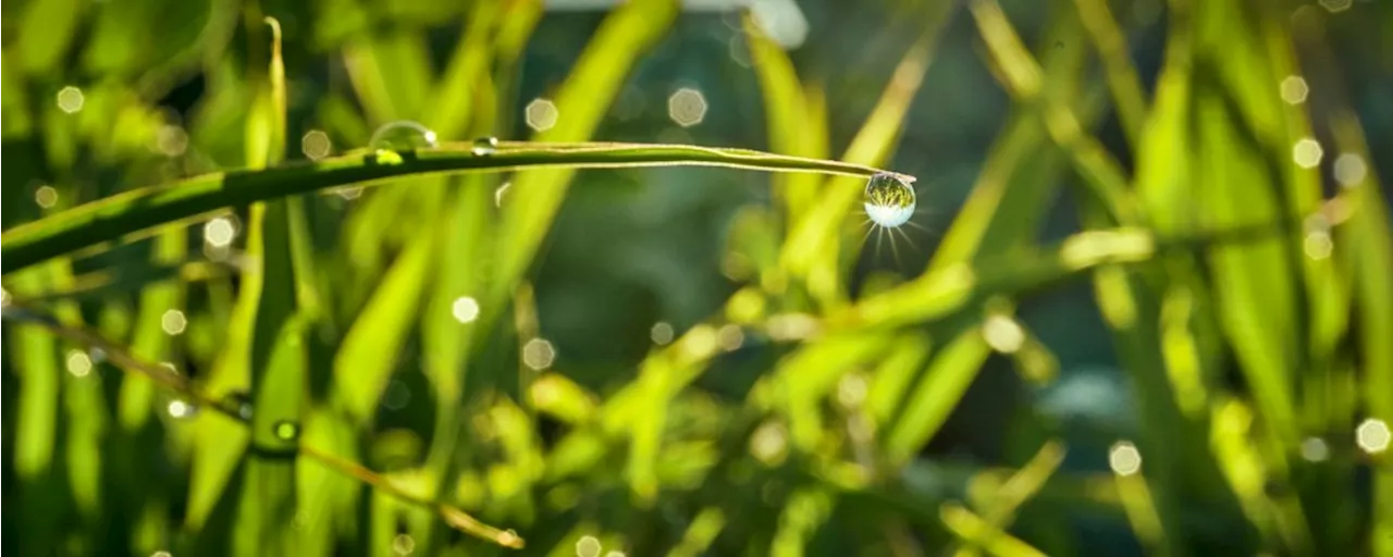 A rule of thumb for watering your trees, plus more to do in the garden