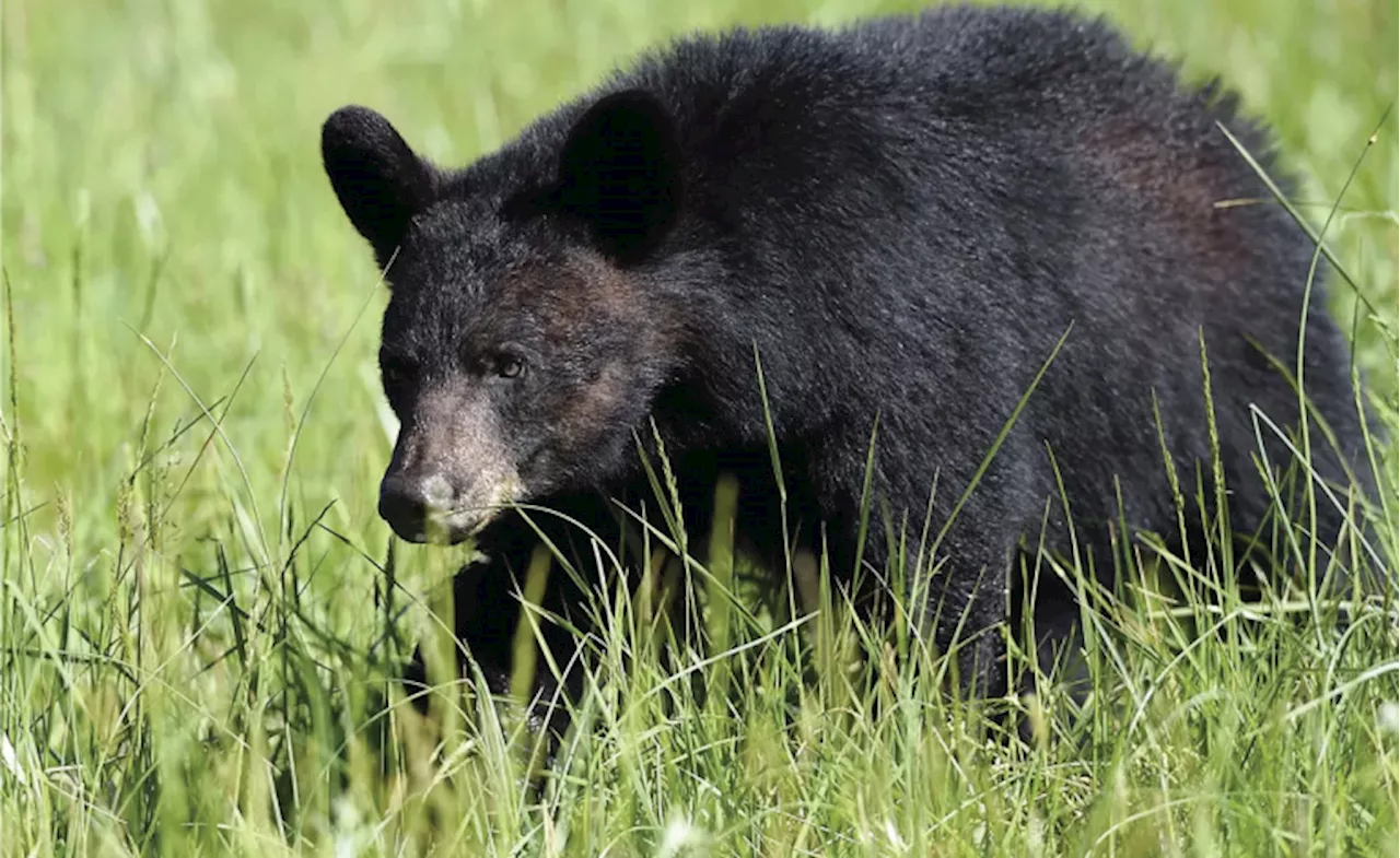 How many black bears there are in California might surprise you