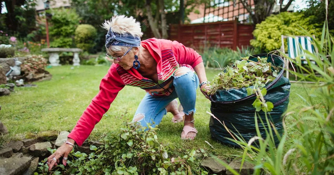 Gardeners warned to stop using vinegar to kill weeds this summer