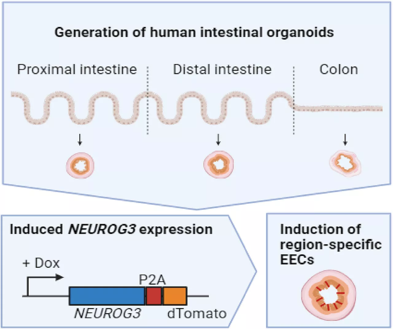 Intestinal organoids reveal the mechanism of gastrointestinal motility