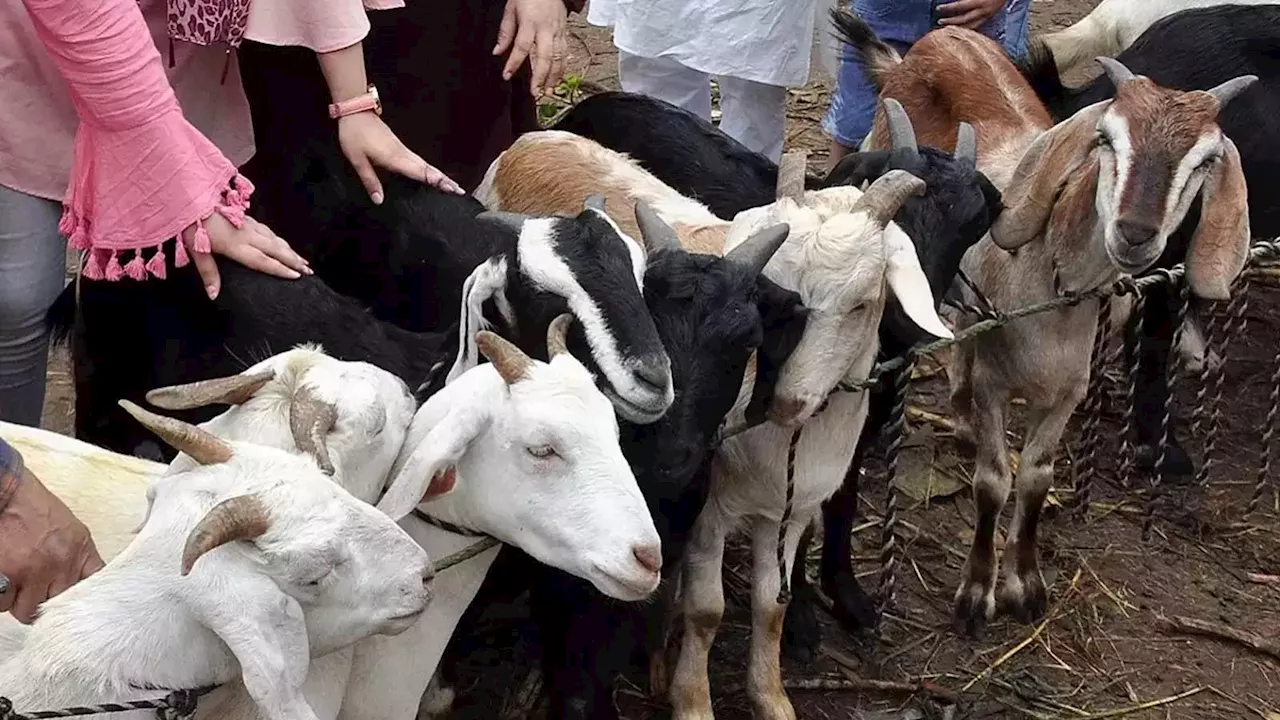 सवा लाख का दुंबा, 75 हजार का तोतापरी... लखनऊ में बकरीद पर गुलजार हुईं मवेशियों की मंडियां