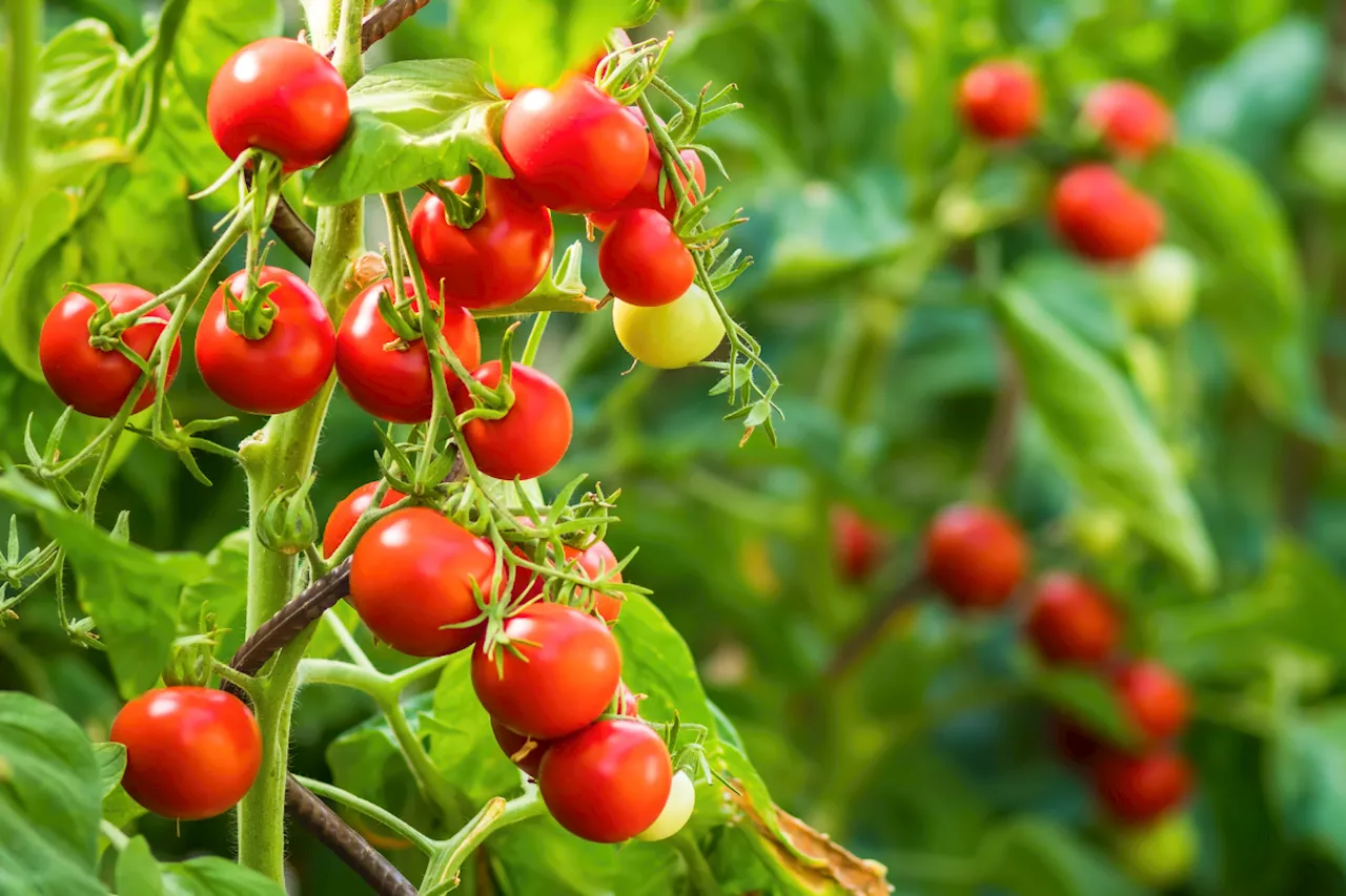 Gardeners can't decide: Is it really necessary to prune tomato 'suckers'?