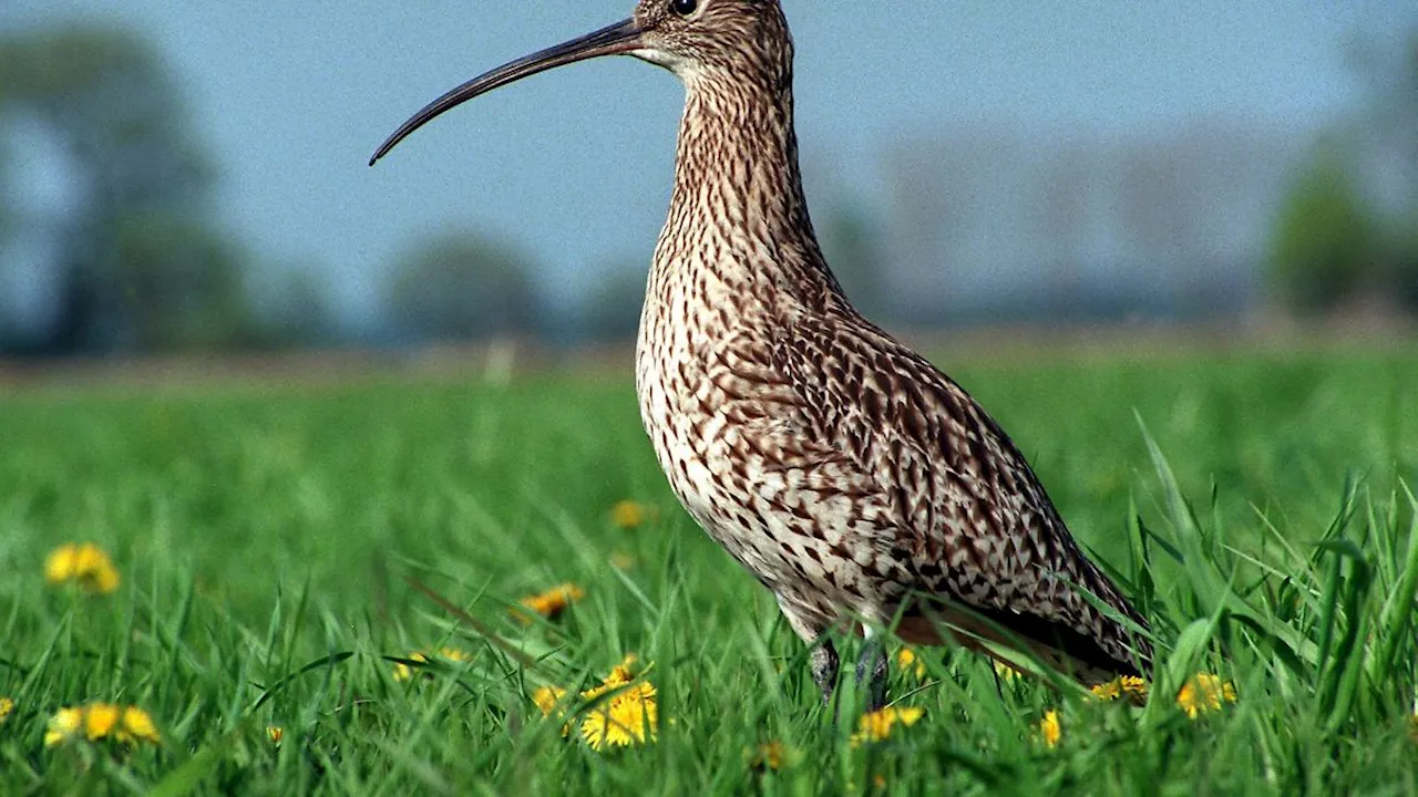 Bayern: Nasse und weggeschwemmte Küken: Hochwasserfolgen für Vögel