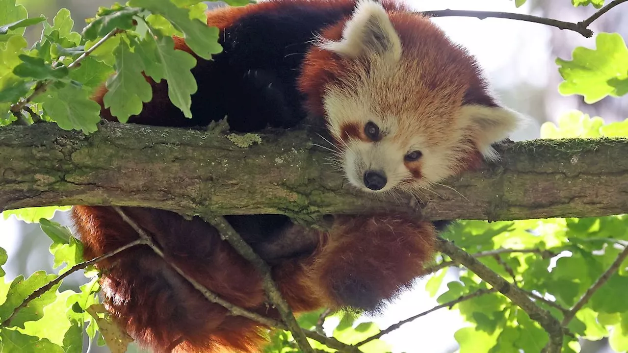 Mecklenburg-Vorpommern: Roter Panda erkundet seine neue Heimat im Rostocker Zoo