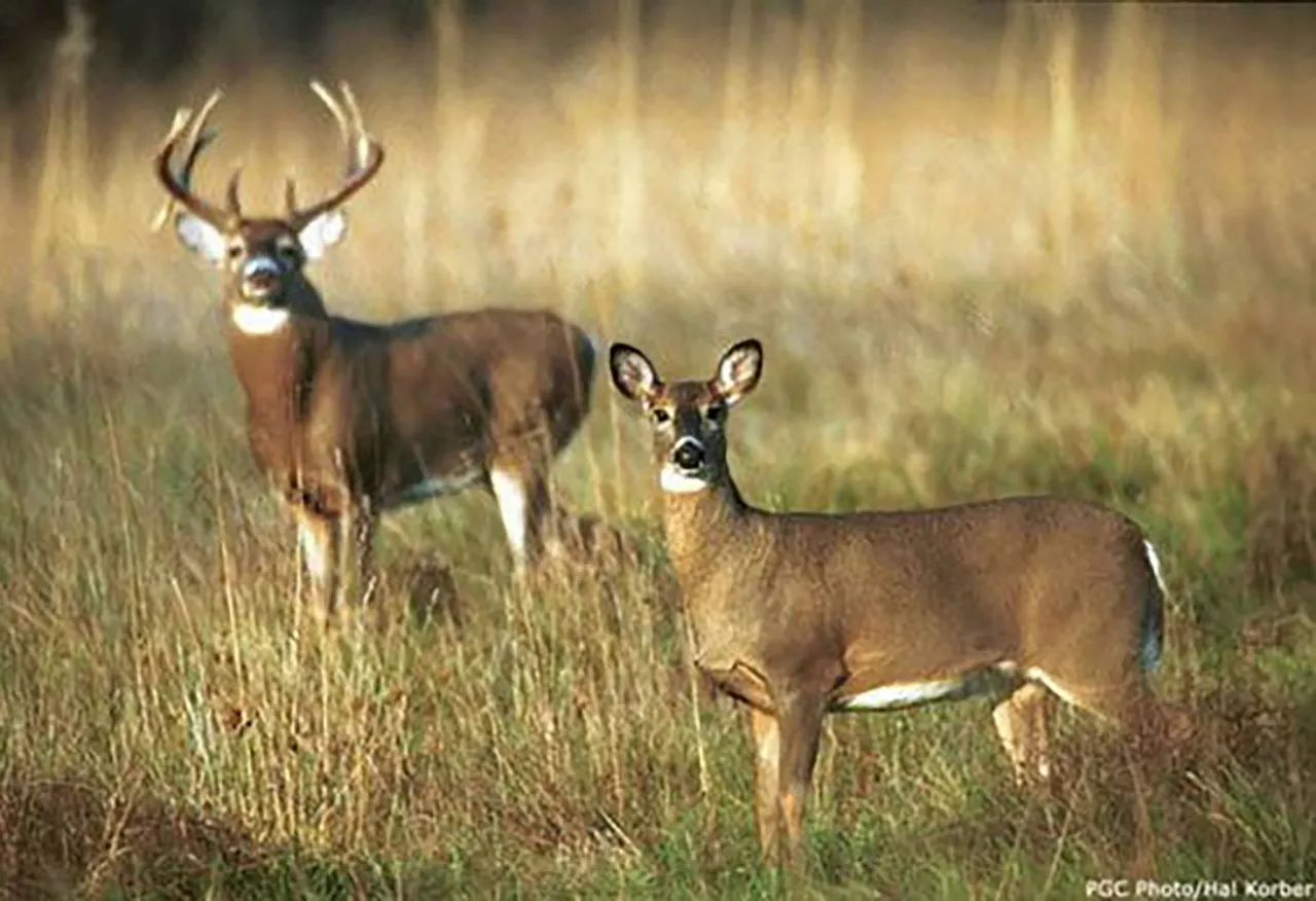 New cases of deadly deer disease means new regulations in Pa.