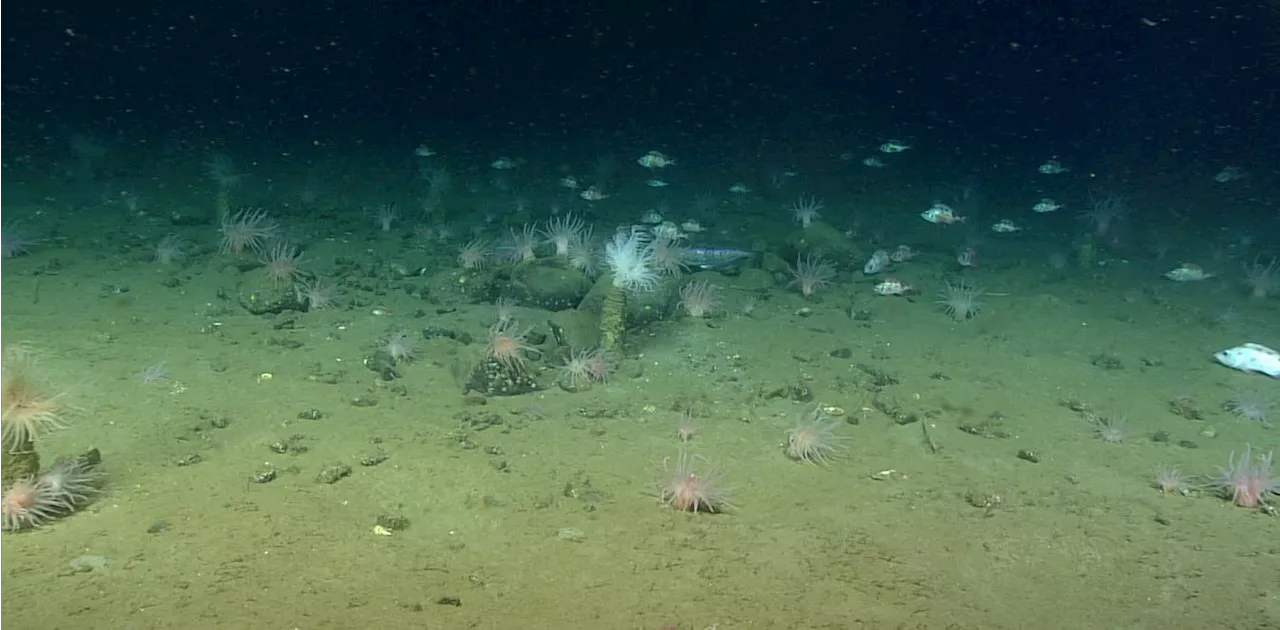 New research sheds lights on the huge carbon store in Canada's seabed