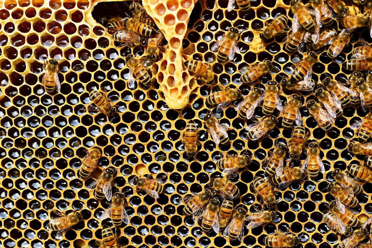 Researchers develop technique to authenticate the origin of Western Australia's honey