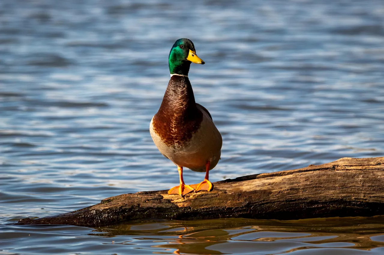 Survey shows decline in North Dakota breeding duck numbers