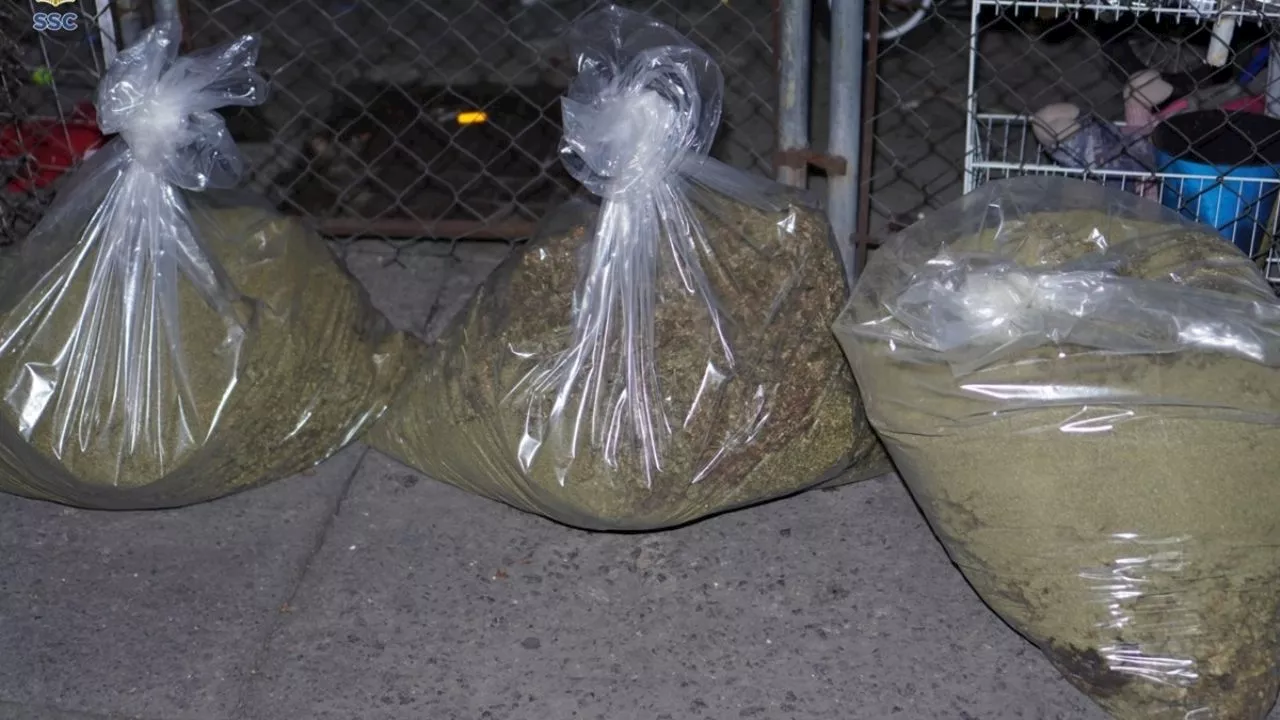 Autoridad asegura 350 kilogramos de marihuana en la alcaldía Venustiano Carranza