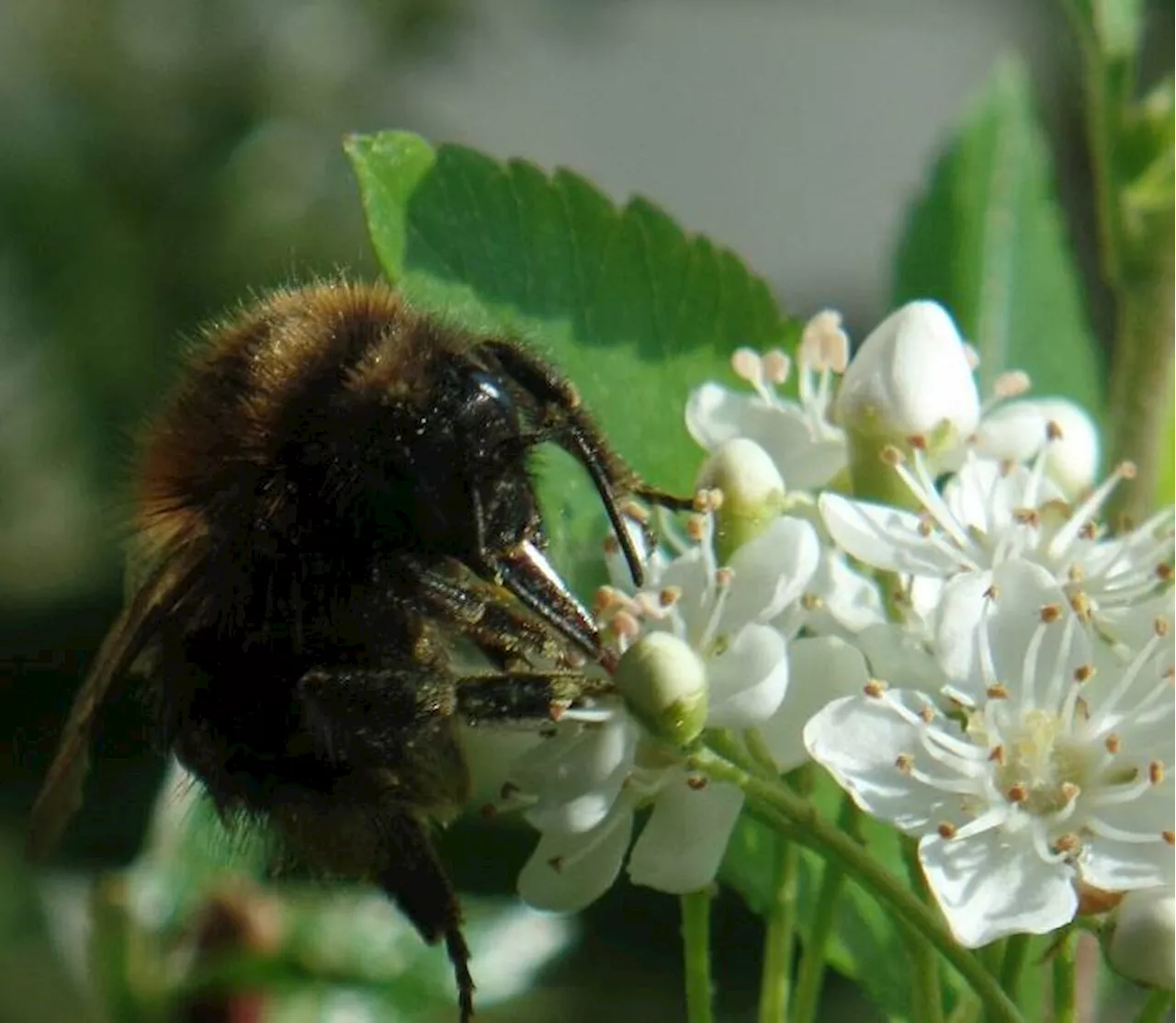 Insektensommer: Ein naturnaher Garten kann Insekten helfen