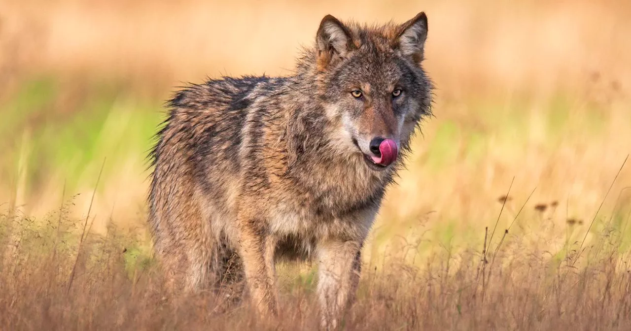 Roedel Drents-Friese Wold groter dan gedacht