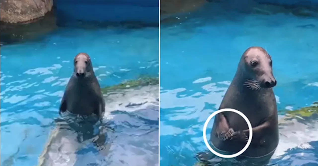 This Adorably Awkward Seal At The Zoo Is Me At Social Gatherings