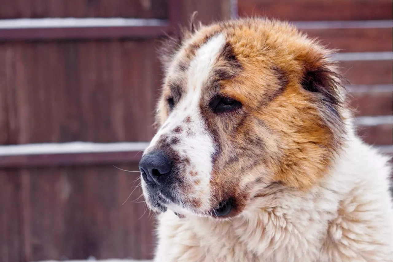 President Yoon to adopt Alabay dogs in Seoul next week