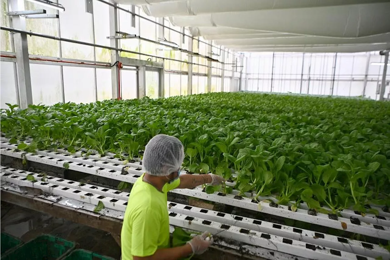 Local farms need all the help for Singapore’s food security roadmap to stay on track