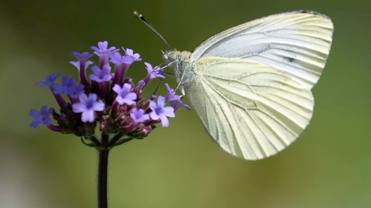 Naturschutz: Nabu ruft zur Schmetterlings-Zählaktion auf