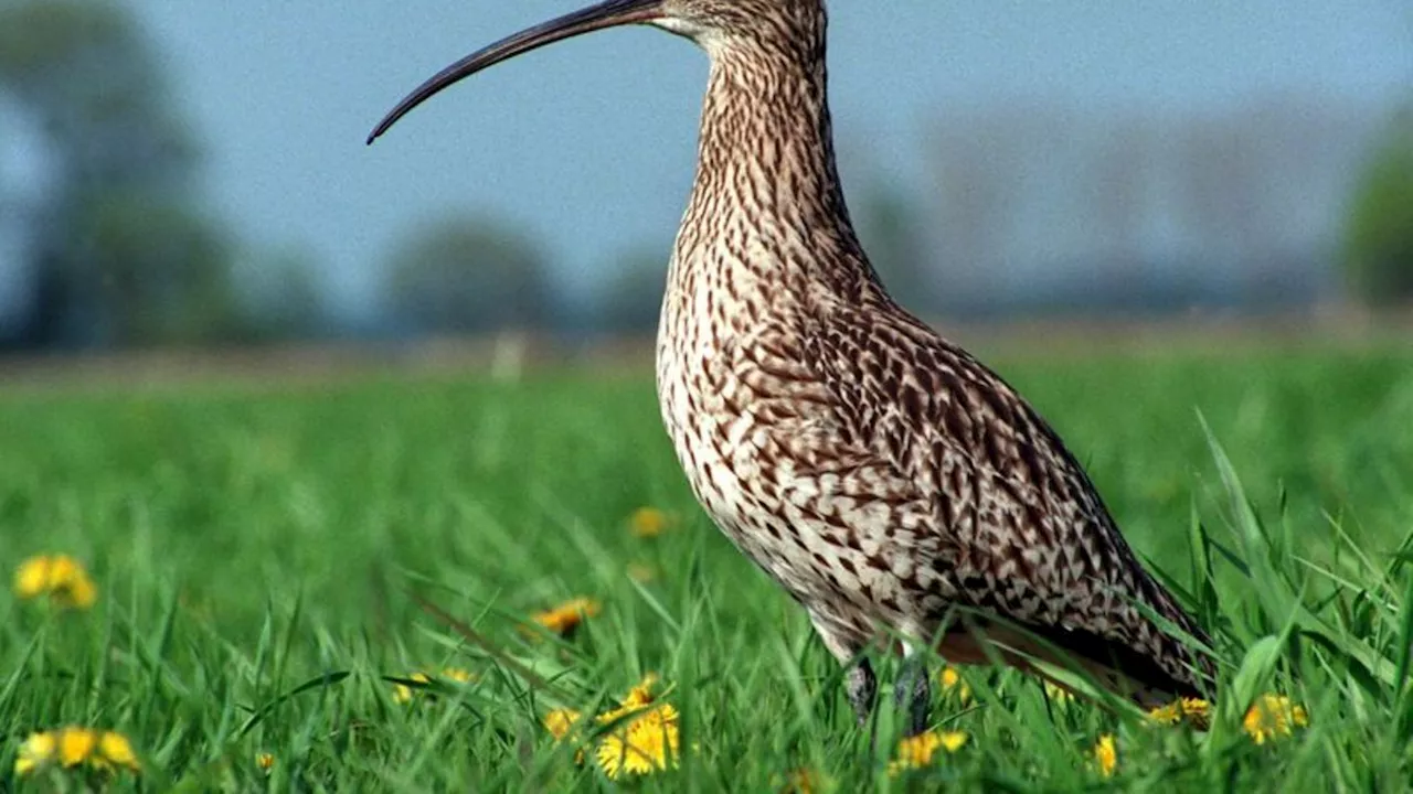 Umwelt: Nasse und weggeschwemmte Küken: Hochwasserfolgen für Vögel