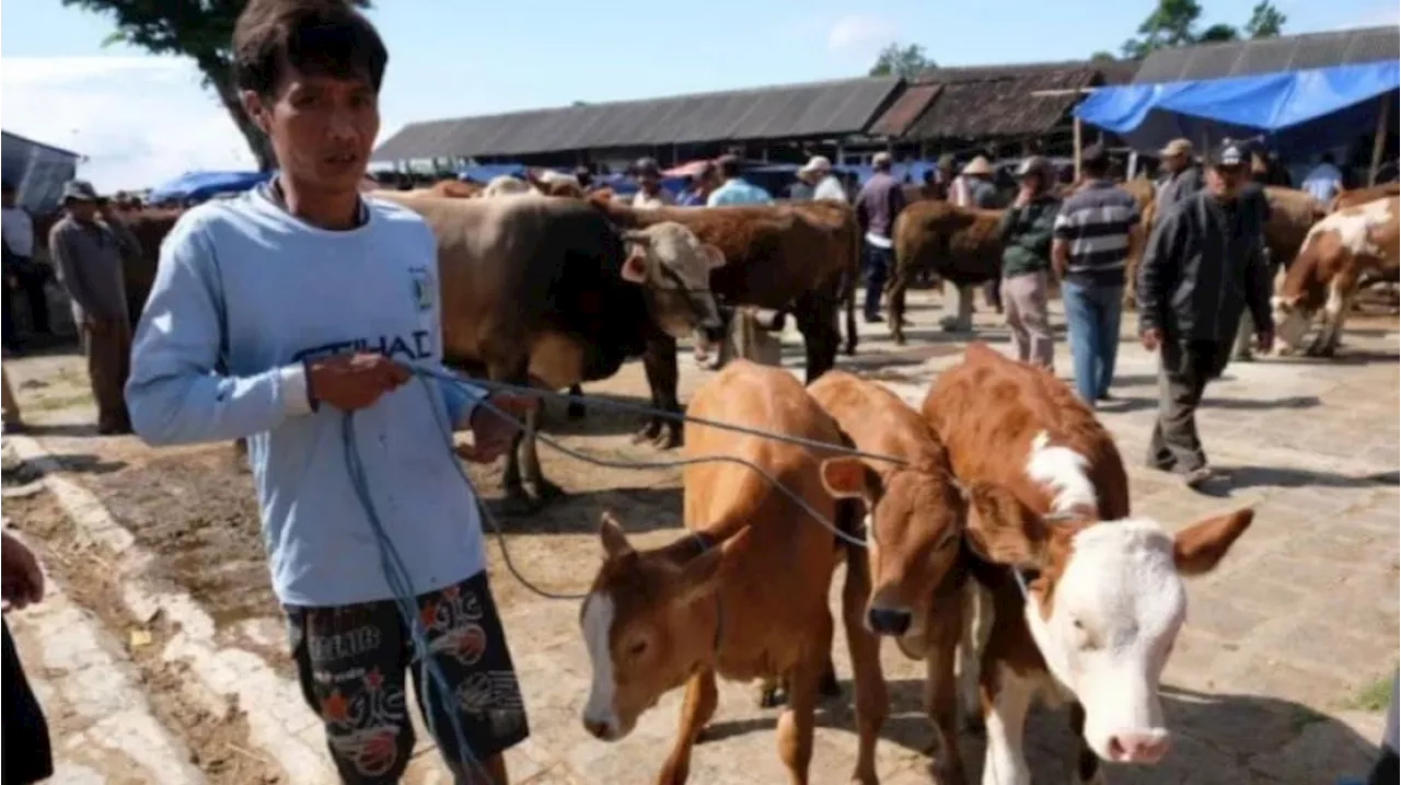 Tak Bisa Sembarangan, Ini Aturan Pembagian Daging Kurban di Idul Adha