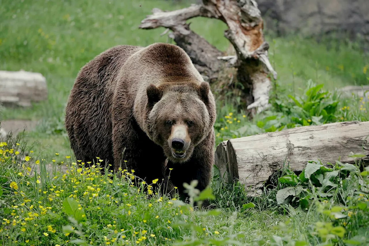 4th grizzly hit, killed along Trans-Canada Highway in B.C. park