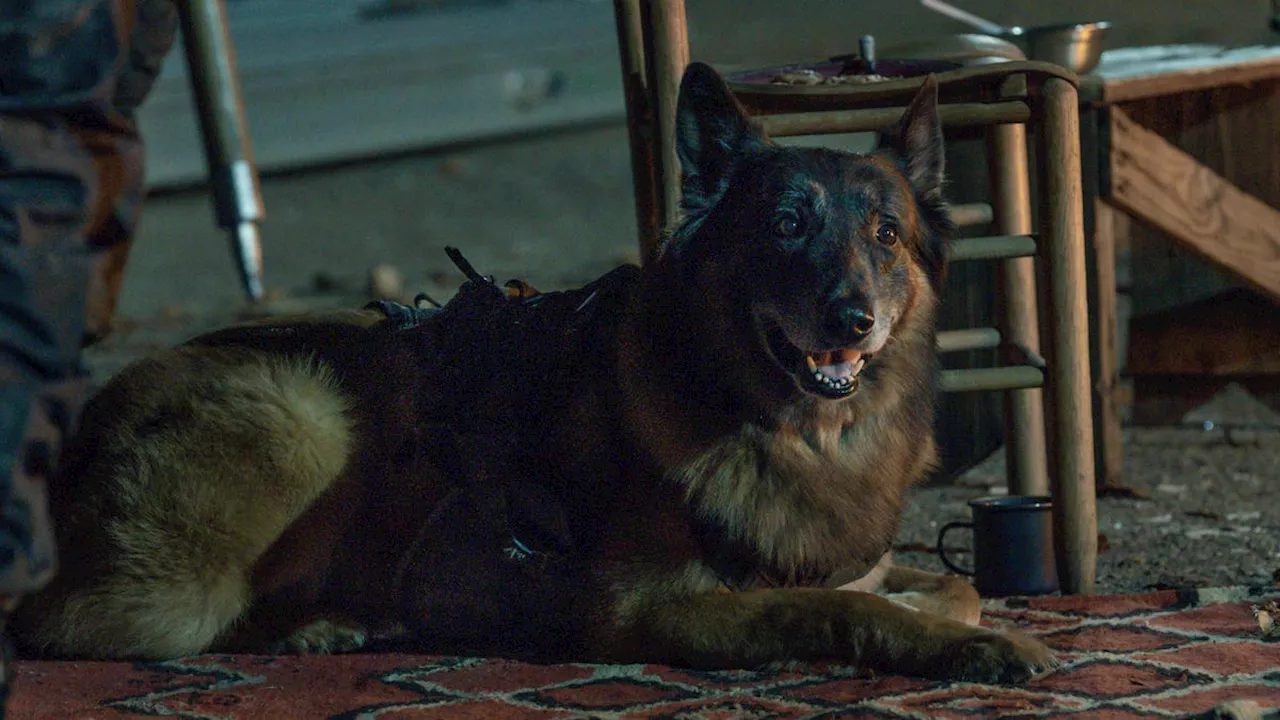 Norman Reedus, other Walking Dead stars pay tribute to good dog who played 'Dog'