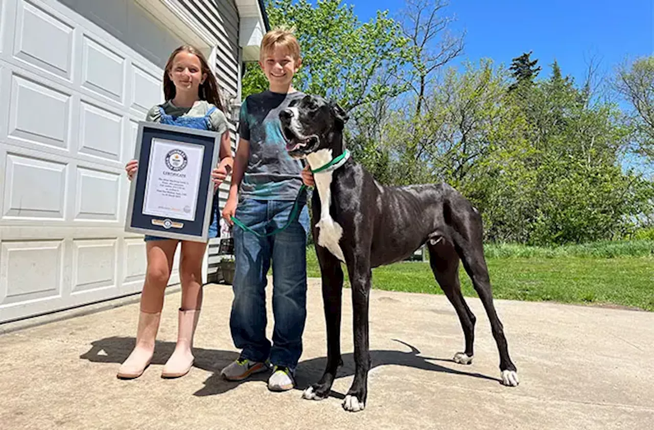 Kevin The Great Dane Named World's Tallest Dog