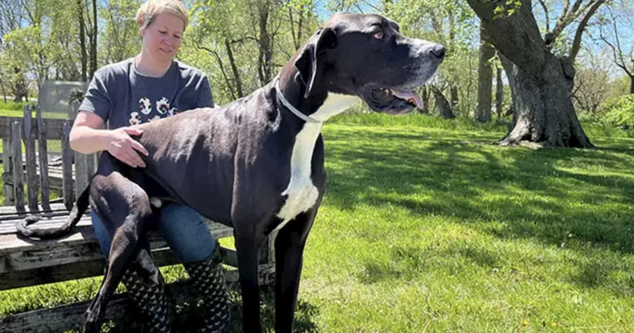 World's Tallest Living Dog Is Kevin, A Great Dane, According To Guinness World Records