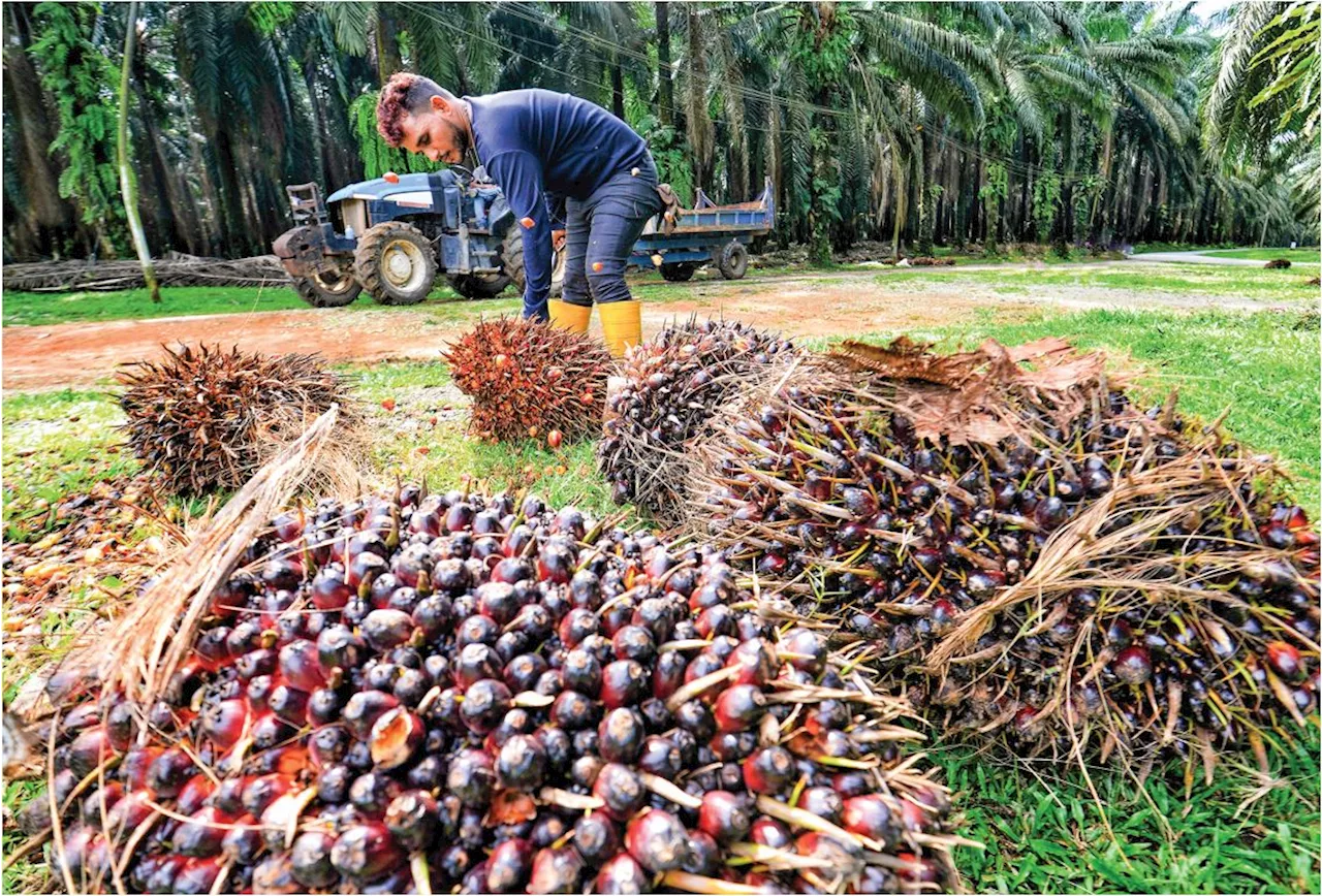 Harga minyak sawit dijangka mengukuh sehingga RM4,150 satu tan